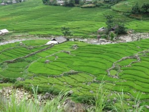 riziere en escalier sapa vietnamguide.fr