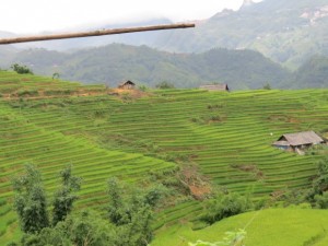 riziere sapa vietnamguide.fr