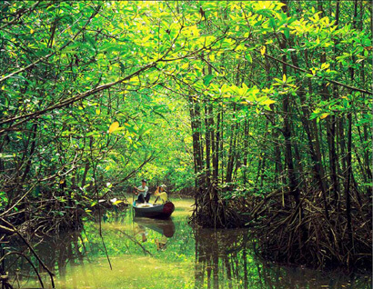 Découvrez la forêt de mangroves de Vàm Sát dans le Sud du Vietnam