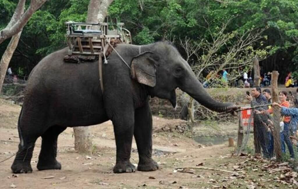 balade éléphant Vietnam