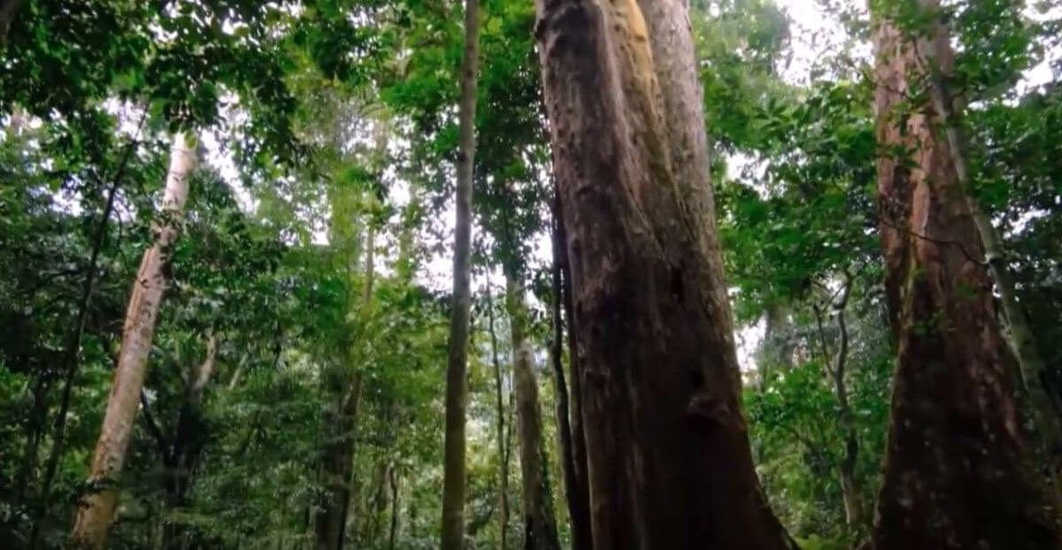 Parc National Cuc Phuong.